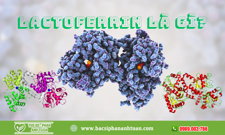 Lactoferrin