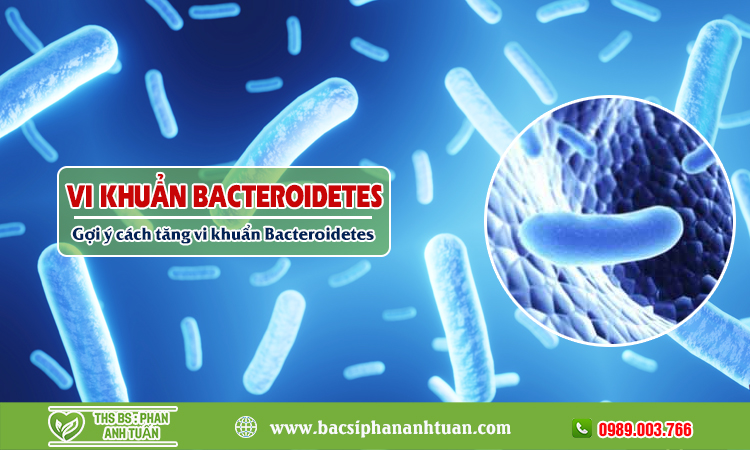 Vi khuẩn Bacteroidetes